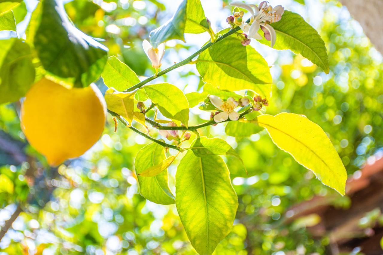 Lemon Tree Zante City Apartment By "Elite" エクステリア 写真